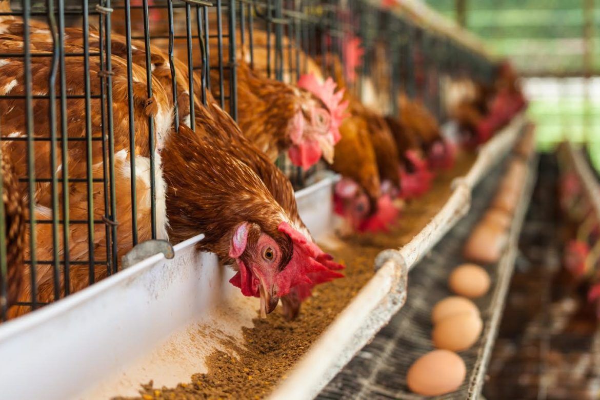 Discover Excellence in Poultry Care with Meowstar: Your Trusted Partner in Breeding and Keeping Ornamental Birds!